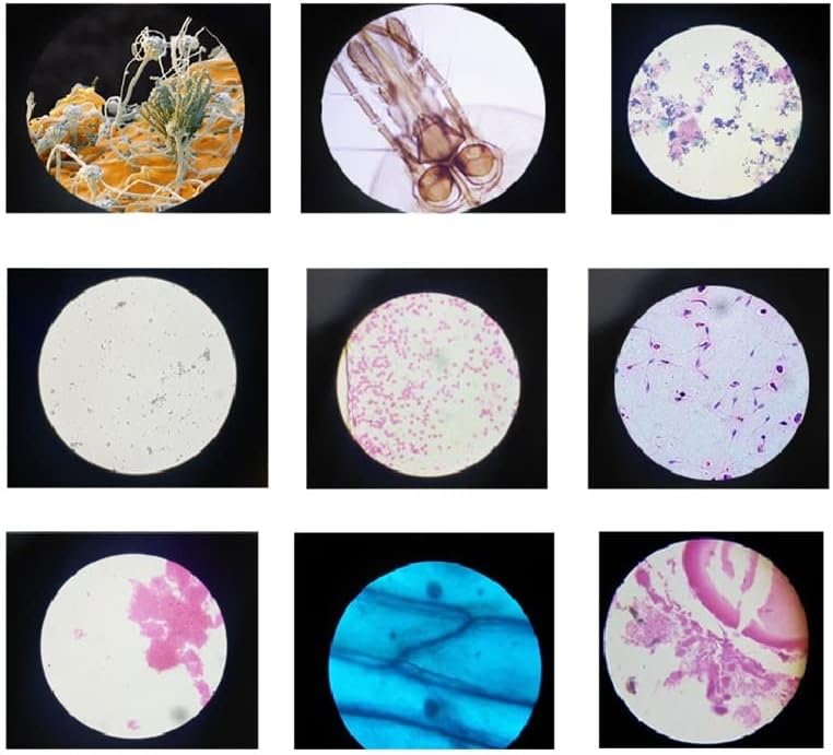 Microscópio slides-100 peças Microscópio preparado para escorregamentos de slides ensino de botânica biológica estudando alunos