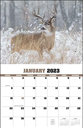 Trophy Whitetail Deer 2023 Calendário da parede suspensa - 19 x 11 2023 Planejador de compromissos mensais e organizador. Trophy Whitetail