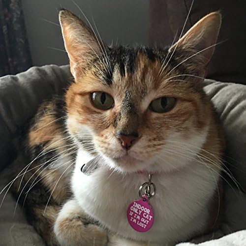 Tag de identificação de animais de estimação personalizado de gato - personalizar cores e adicionar informações de contato à parte
