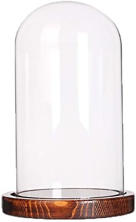 Siyaglass Glass Cloche Bell Display Stand Case Dome com bandeja de madeira Diâmetro de 3,9 polegadas de altura de 6,2 polegadas
