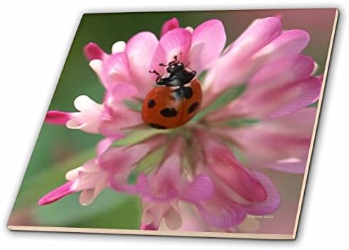 3drose CT_21197_2 Lady Bug Ceramic Tile, 6 polegadas