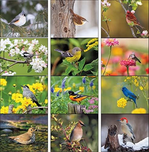 Aves da América do Norte 2023 Calendário da parede suspensa - 19 x 11 2023 Planejador de compromissos mensais e organizador.