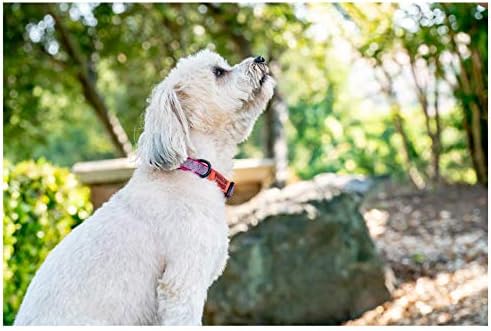 Bigodes e amigos padrão colar de cachorro ajustável com neoprene macio, confortável e acolchoado, clipe de snap - ótimo
