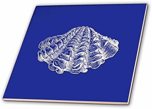 3DROSE Dark Blue Seashell Gravando impressão. Modern Sea Shell Clam Beach Ocean Ceramic Tile, Multi