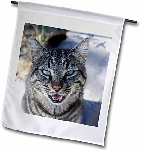 3drosrose chatty gat chirrupting Pet Photography - sinalizadores