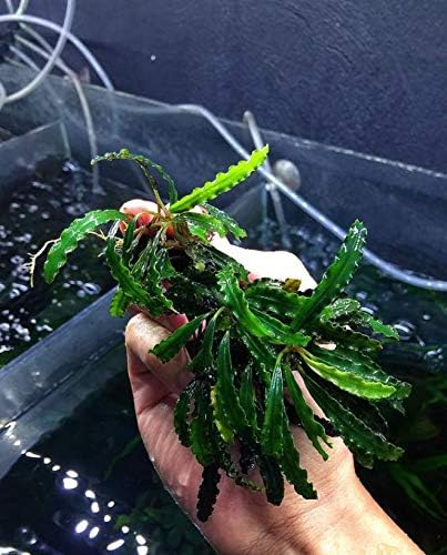 Mainam Bucephalandra Godzilla Planta de aquário vivo solto para decorações de tanques de peixe de água doce