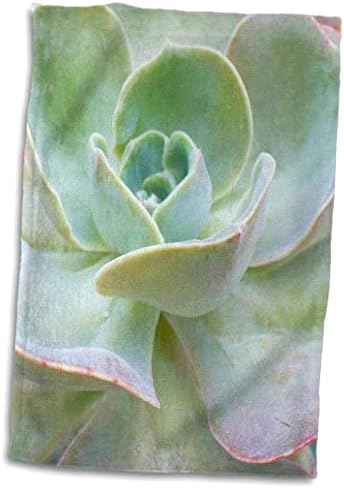 Planta de florene 3drose - cacto verde macio - toalhas