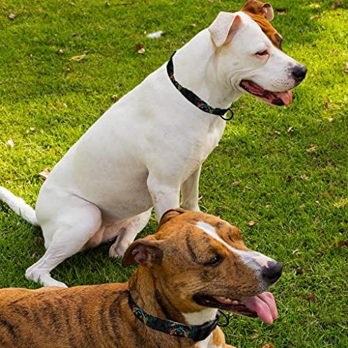 Dog Pop Art Pet Collar - Silky Terrier Dog Collar - Yorkie Dog Collar - M