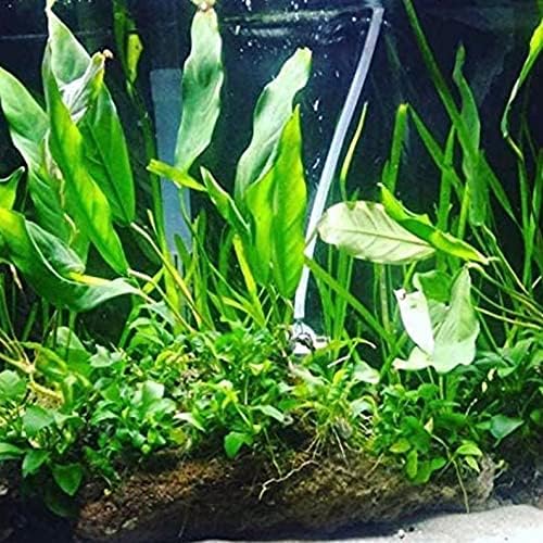 Greenpro | Anubias mínima xxl Mother Pot Easy Live Aquarium Planta para terrário para iniciantes médios a grandes