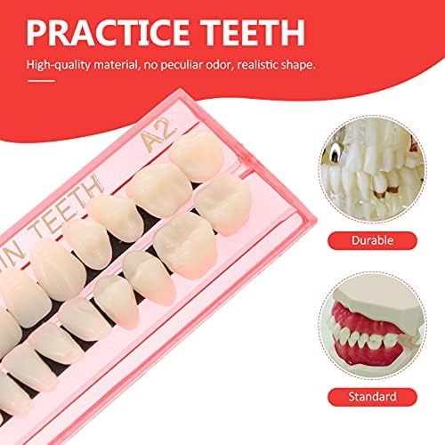 Modelo Dental do Doitool Modelo de dentes padrão Modelo de dentes de fio dental para crianças ensinando prática de demonstração