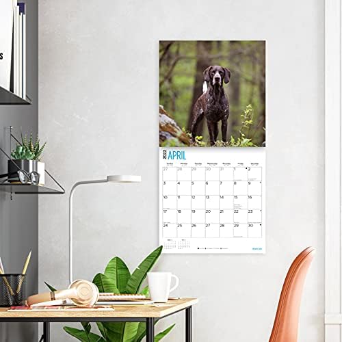 2022 Ponteiro curto alemão calendário de parede mensal por dia brilhante, 12 x 12 polegadas, cachorrinho fofo cachorro