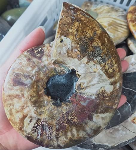 MRXFN CRISTAL RUDE 500G CRISTAL CONCH NATURA CONCH Fossil Bowl Coleção de ornamentos de cura de pedras de gemonita amonita