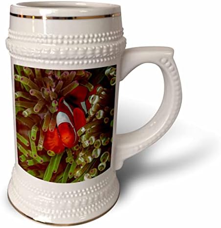 3drose Indonésia, Papua Ocidental, Raja Ampat. Anemonefish entre. - 22 onças de caneca