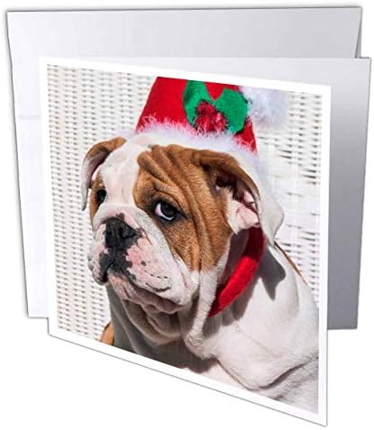 3drose Bulldog Puppy com chapéu de Natal, Sr. - Cartões de felicitações