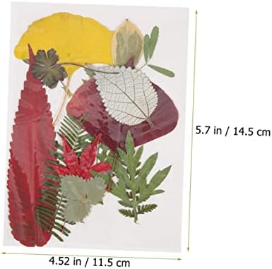 Sewacc 12 conjuntos seco material de relevo de flores de capa de telefone vegetal