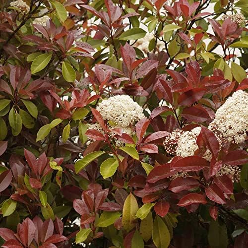 Photinia Fraseri Seeds Fraser Photinia Broadleaf Evergreen Showy Showy Secrant Tolerant Specimen Hedge Outdoor 100pcs Sementes de flores por Yegaol Garden